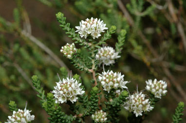 APII jpeg image of Darwinia sp. Karonie (K.R.Newbey 8503)  © contact APII