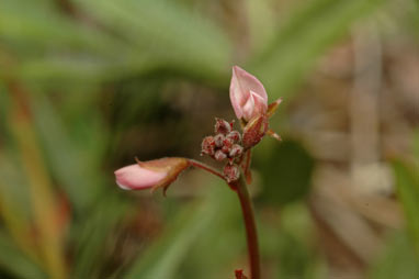 APII jpeg image of Desmodium varians  © contact APII