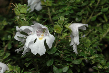 APII jpeg image of Prostanthera cuneata  © contact APII