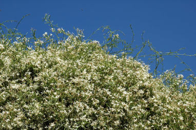 APII jpeg image of Jasminum suavissimum  © contact APII