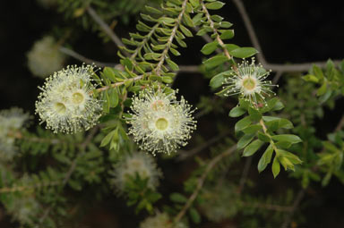 APII jpeg image of Kunzea flavescens  © contact APII