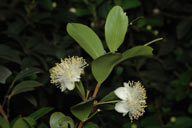 Pilidiostigma rhytispermum