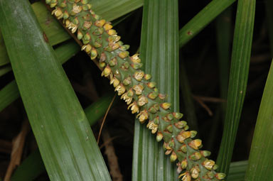 APII jpeg image of Laccospadix australasicus  © contact APII