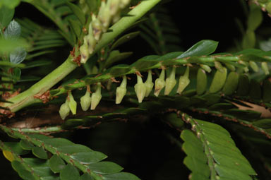 APII jpeg image of Phyllanthus sp. (Pascoe River)  © contact APII