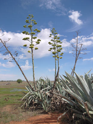 APII jpeg image of Agave americana  © contact APII