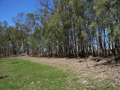 APII jpeg image of Eucalyptus camaldulensis  © contact APII