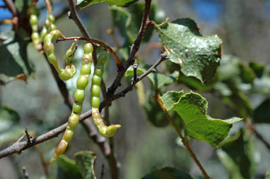 APII jpeg image of Acacia denticulosa  © contact APII