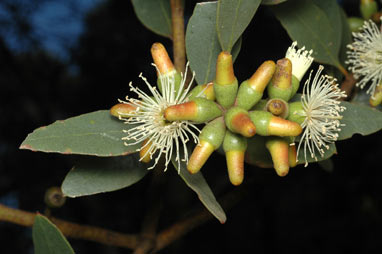 APII jpeg image of Eucalyptus platypus  © contact APII