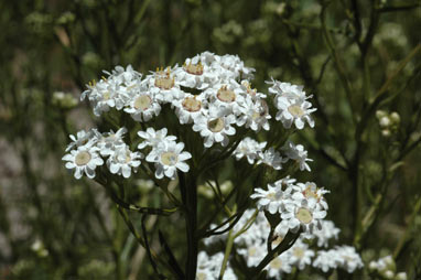 APII jpeg image of Ixodia achillaeoides subsp. alata  © contact APII