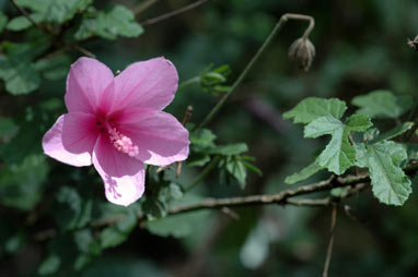 APII jpeg image of Hibiscus pedunculatus  © contact APII