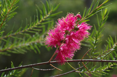 APII jpeg image of Melaleuca fulgens  © contact APII