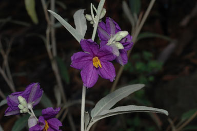 APII jpeg image of Solanum sturtianum  © contact APII