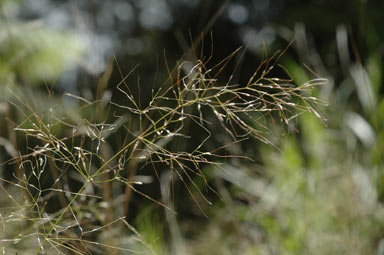 APII jpeg image of Austrostipa ramosissima  © contact APII