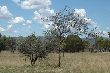 APII jpeg image of Eucalyptus kruseana  © contact APII