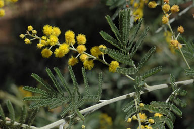 APII jpeg image of Acacia mollifolia  © contact APII