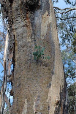 APII jpeg image of Eucalyptus blakelyi  © contact APII