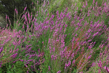 APII jpeg image of Lythrum salicaria  © contact APII