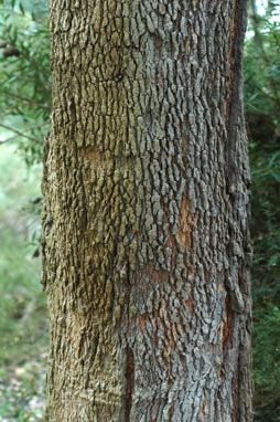 APII jpeg image of Corymbia calophylla  © contact APII