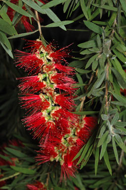 APII jpeg image of Callistemon viminalis 'Hannah Ray'  © contact APII