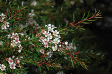 APII jpeg image of Babingtonia bidwillii 'Howie's Sweet Midget'  © contact APII