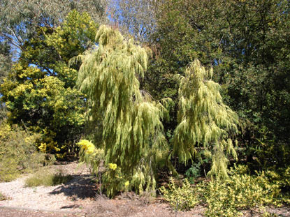 APII jpeg image of Acacia cognata  © contact APII