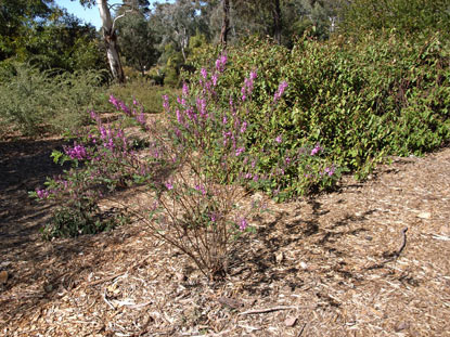 APII jpeg image of Indigofera australis  © contact APII