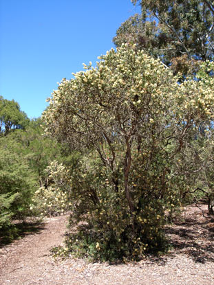 APII jpeg image of Callistemon pallidus  © contact APII