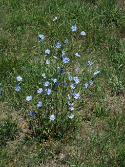 APII jpeg image of Cichorium intybus  © contact APII