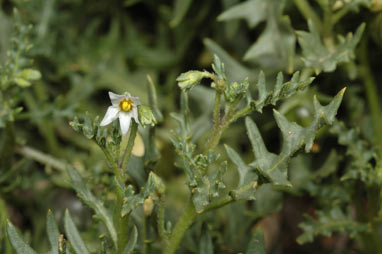 APII jpeg image of Solanum triflorum  © contact APII