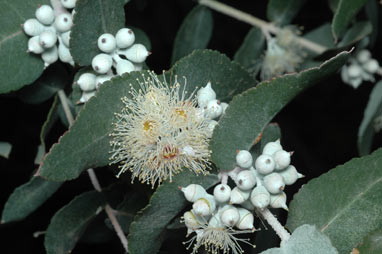 APII jpeg image of Eucalyptus crenulata  © contact APII