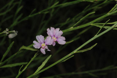 APII jpeg image of Dampiera lanceolata  © contact APII