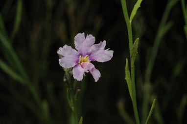 APII jpeg image of Dampiera lanceolata  © contact APII