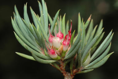 APII jpeg image of Darwinia briggsiae  © contact APII