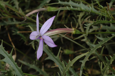 APII jpeg image of Isotoma axillaris  © contact APII