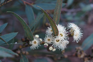 APII jpeg image of Eucalyptus conglobata subsp. perata  © contact APII