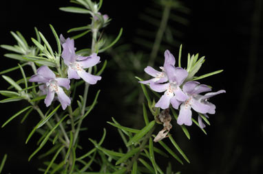 APII jpeg image of Westringia brevifolia  © contact APII