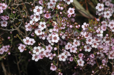 APII jpeg image of Baeckea crassifolia  © contact APII