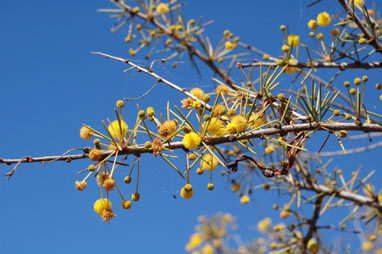 APII jpeg image of Acacia tetragonophylla  © contact APII