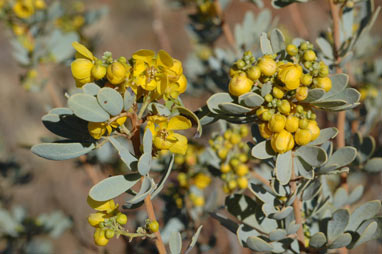 APII jpeg image of Senna artemisioides subsp. oligophylla  © contact APII