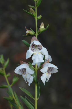 APII jpeg image of Prostanthera striatiflora  © contact APII