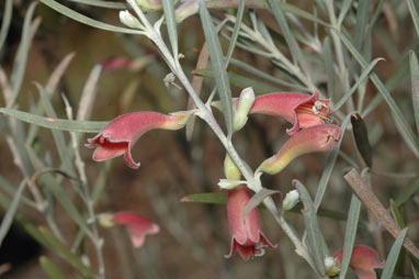 APII jpeg image of Eremophila youngii  © contact APII