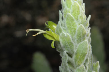 APII jpeg image of Eremophila subfloccosa subsp. subfloccosa  © contact APII