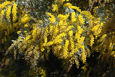 APII jpeg image of Acacia baileyana 'Purpurea'  © contact APII