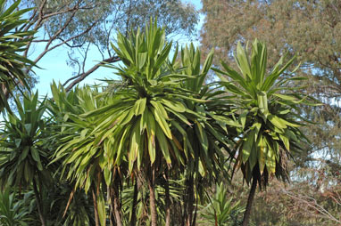 APII jpeg image of Cordyline obtecta  © contact APII