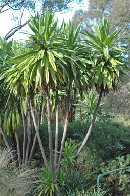 APII jpeg image of Cordyline obtecta  © contact APII