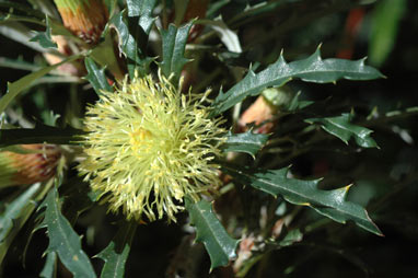 APII jpeg image of Banksia squarrosa subsp. squarrosa  © contact APII