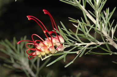 APII jpeg image of Grevillea 'Flame 'n Beauty'  © contact APII