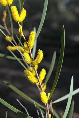 APII jpeg image of Acacia neurophylla  © contact APII