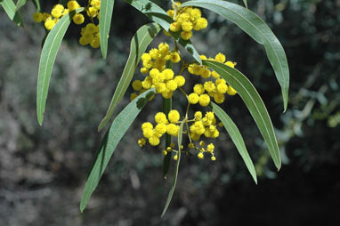 APII jpeg image of Acacia macradenia  © contact APII