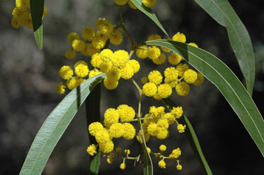 APII jpeg image of Acacia macradenia  © contact APII